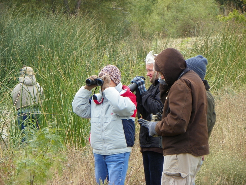 100_3525 (800x600).jpg - TLAS birders looking for elusive swamp birds, photo by Elaine Horton